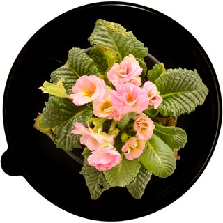 (bucata) | Primula in ghiveci