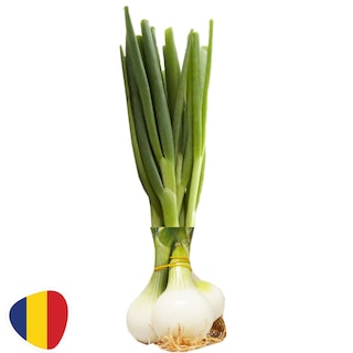 (bucata) | Ceapa alba, legatura