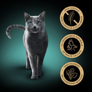 Sheba