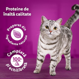 Whiskas | Casserole | Hrana umeda cu pui pentru pisici 85g