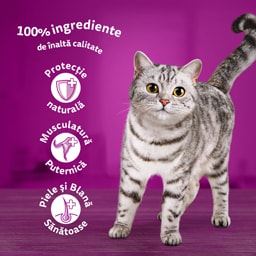 Whiskas | Hrana umeda pentru pisici bucati moi de pasare in aspic 4x85g
