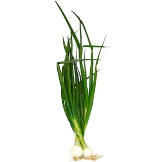 (bucata) | Ceapa alba legatura