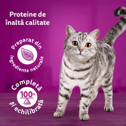 Whiskas | Casserole | Hrana umeda cu pui pentru pisici 85g