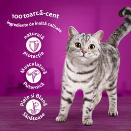 Whiskas | Hrana umeda pentru pisici cu somon in sos 85g
