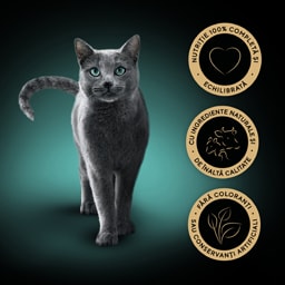 Sheba | Hrana umeda pentru pisici adulte, selectie suculenta in sos 4x85g