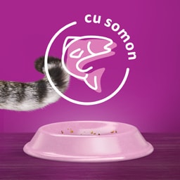 Whiskas | Hrana uscata pentru pisici cu somon 1.4kg