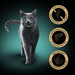 Sheba | Hrana umeda pentru pisici adulte, cu somon in sos 85g